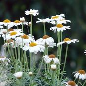 Argyranthemum 'So Sweet' (2L pot) image