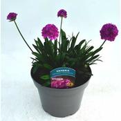 Armeria Dreameria 'Vivid Dreams' (3L pot) image