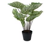 Artificial Caladium Plant image
