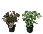 Artificial fittonia image