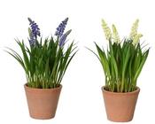 Artificial muscari image