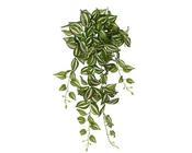 Artificial tradescantia image