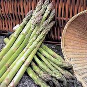 Asparagus Connover's Colossal image
