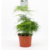 Asparagus setaceus (12cm pot) image