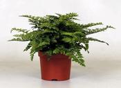 Asplenium parvati (12cm pot) image