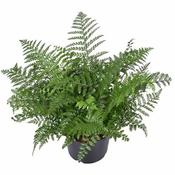 Asplenium parvati (23cm pot) image