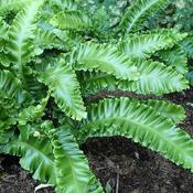 Asplenium Scolopendrium (1.7L pot)