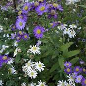 Aster 'Ezo Murasaki' (2L pot) image