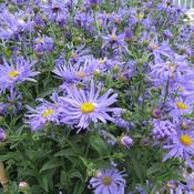 Aster Frikartii 'Monch' (2L pot) image