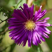 Aster Island 'Samoa' (3L pot) image