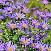Aster 'Little Carlow' (2L pot)