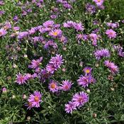 Aster 'Wood's Purple' (2L pot) image