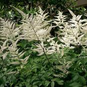 Astilbe 'Bridal Veil' (2L pot) image