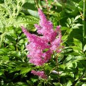 Astilbe 'Henry Noblett' (3L pot) image