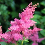 Astilbe 'Maggie Daley' (3L pot) image