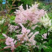 Astilbe Peach Blossom (3L pot) image