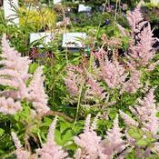 Astilbe 'Peach Blossom' (2L pot) image