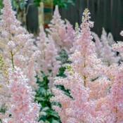 Astilbe 'Younique Silvery Pink' (3L pot) image