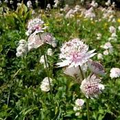 Astrantia major 'Shaggy' (2L pot) image