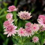 Astrantia 'Roma'® (2L pot) image