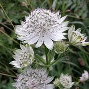 Astrantia 'Shaggy' (3L pot) image