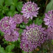 Astrantia 'Star of Beauty' (2L pot)