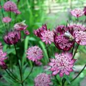 Astrantia 'Star of Love' (2L pot)