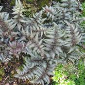 Athyrium niponicum pictum (2L pot) image