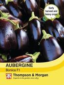 Aubergine 'Bonica' (13)