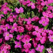 Aubrieta 'Bressingham Red' (2L pot) image
