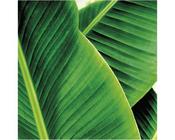 Banana Leaf Panel