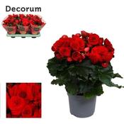 Begonia (EL) 'Baladin' (red) (13cm pot) image