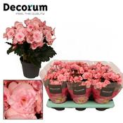Begonia (EL) 'Joy' (light pink) (13cm pot) image