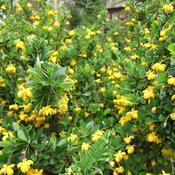 Berberis Buxifolia Nana (3L pot)