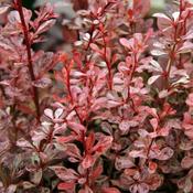 Berberis thunbergii 'Harlequin' (3L pot) image