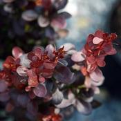 Berberis thunbergii 'Helmond Pillar' (3L pot) image