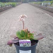 Bergenia 'Bressingham White' (3L pot)