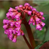 Bergenia 'Eroica' (2L pot) image