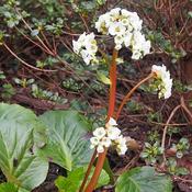 Bergenia 'Jelle' (2L pot)