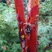 Betula albosinensis 'Fascination' (10L pot) image