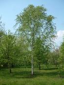 Betula Utilis Jacquemontii (Approx. 100-120cm) image