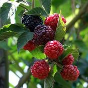 Blackberry 'Triple Crown' (3L pot) image