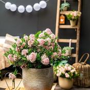 Bloombux ® Pink (2L pot)