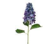Blue Hydrangea spray on stem