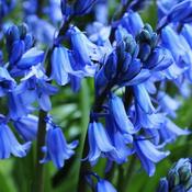 Bluebells (100 Bulbs) image