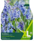 Bluebells - Hyacinthoides Non-Scripta XL (10 bulbs) image