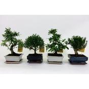 Bonsai in Ceramic Pot
