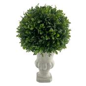 Boxwood Ball Plant, Pottery Urn image