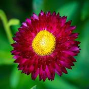 Bracteatum Mohave Purple Red (2L pot) image