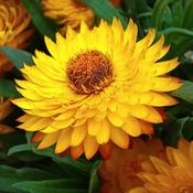 Bracteatum Mohave Yellow (2L pot) image